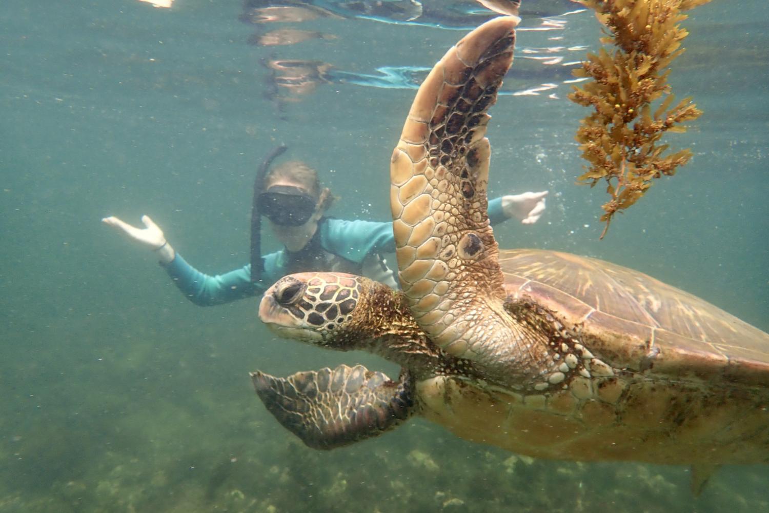 一名<a href='http://jmt.lafouineuse.net'>博彩网址大全</a>学生在Galápagos群岛游学途中与一只巨龟游泳.